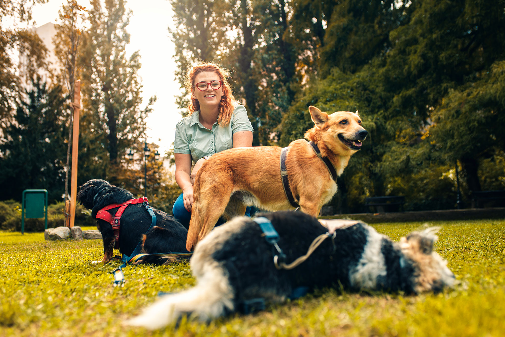 Disposizioni concernenti l’istituzione dell’elenco regionale dei dog sitter